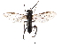  ( - CCDB-28947-D01)  @11 [ ] CreativeCommons - Attribution (2015) CBG Photography Group Centre for Biodiversity Genomics