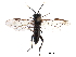  ( - CCDB-28947-D02)  @12 [ ] CreativeCommons - Attribution (2015) CBG Photography Group Centre for Biodiversity Genomics