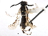  ( - CCDB-28947-E01)  @11 [ ] CreativeCommons - Attribution (2015) CBG Photography Group Centre for Biodiversity Genomics