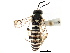  ( - CCDB-28947-E02)  @11 [ ] CreativeCommons - Attribution (2015) CBG Photography Group Centre for Biodiversity Genomics