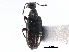  ( - CCDB-28976-F06)  @11 [ ] CreativeCommons - Attribution (2015) CBG Photography Group Centre for Biodiversity Genomics