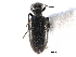  ( - CCDB-28976-F07)  @11 [ ] CreativeCommons - Attribution (2015) CBG Photography Group Centre for Biodiversity Genomics