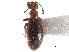  ( - CCDB-28976-F09)  @11 [ ] CreativeCommons - Attribution (2015) CBG Photography Group Centre for Biodiversity Genomics