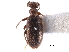  ( - CCDB-28976-F10)  @11 [ ] CreativeCommons - Attribution (2015) CBG Photography Group Centre for Biodiversity Genomics