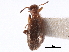  ( - CCDB-28976-F11)  @11 [ ] CreativeCommons - Attribution (2015) CBG Photography Group Centre for Biodiversity Genomics
