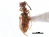  ( - CCDB-28976-G02)  @11 [ ] CreativeCommons - Attribution (2015) CBG Photography Group Centre for Biodiversity Genomics