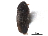  (Anaspis nigrina - CCDB-28976-H06)  @11 [ ] CreativeCommons - Attribution (2015) CBG Photography Group Centre for Biodiversity Genomics
