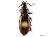  ( - CCDB-33292-E10)  @11 [ ] CreativeCommons - Attribution (2019) CBG Photography Group Centre for Biodiversity Genomics