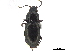  ( - CCDB-33293-A05)  @11 [ ] CreativeCommons - Attribution (2019) CBG Photography Group Centre for Biodiversity Genomics