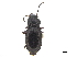 ( - CCDB-33293-A06)  @11 [ ] CreativeCommons - Attribution (2019) CBG Photography Group Centre for Biodiversity Genomics