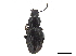  ( - CCDB-33293-A07)  @11 [ ] CreativeCommons - Attribution (2019) CBG Photography Group Centre for Biodiversity Genomics