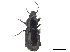  ( - CCDB-33293-A08)  @11 [ ] CreativeCommons - Attribution (2019) CBG Photography Group Centre for Biodiversity Genomics