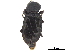  ( - CCDB-33293-A09)  @11 [ ] CreativeCommons - Attribution (2019) CBG Photography Group Centre for Biodiversity Genomics