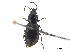  ( - CCDB-33293-A10)  @11 [ ] CreativeCommons - Attribution (2019) CBG Photography Group Centre for Biodiversity Genomics