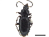  ( - CCDB-33293-B06)  @11 [ ] CreativeCommons - Attribution (2019) CBG Photography Group Centre for Biodiversity Genomics