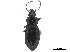  ( - CCDB-33293-B07)  @11 [ ] CreativeCommons - Attribution (2019) CBG Photography Group Centre for Biodiversity Genomics