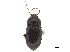  ( - CCDB-33293-C09)  @11 [ ] CreativeCommons - Attribution (2019) CBG Photography Group Centre for Biodiversity Genomics