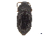 ( - CCDB-33293-C10)  @11 [ ] CreativeCommons - Attribution (2019) CBG Photography Group Centre for Biodiversity Genomics