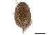  ( - CCDB-33293-H01)  @11 [ ] CreativeCommons - Attribution (2019) CBG Photography Group Centre for Biodiversity Genomics