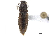  ( - CCDB-33854-C02)  @11 [ ] CreativeCommons - Attribution (2019) CBG Photography Group Centre for Biodiversity Genomics