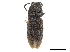  ( - CCDB-33854-D05)  @11 [ ] CreativeCommons - Attribution (2019) CBG Photography Group Centre for Biodiversity Genomics