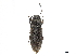  ( - CCDB-33854-D06)  @11 [ ] CreativeCommons - Attribution (2019) CBG Photography Group Centre for Biodiversity Genomics