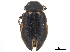  ( - CCDB-33854-F06)  @11 [ ] CreativeCommons - Attribution (2019) CBG Photography Group Centre for Biodiversity Genomics