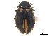  ( - CCDB-33854-F07)  @11 [ ] CreativeCommons - Attribution (2019) CBG Photography Group Centre for Biodiversity Genomics