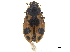 ( - CCDB-33854-F08)  @11 [ ] CreativeCommons - Attribution (2019) CBG Photography Group Centre for Biodiversity Genomics