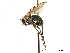  ( - CCDB-33855-A02)  @11 [ ] CreativeCommons - Attribution (2019) CBG Photography Group Centre for Biodiversity Genomics