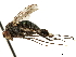  ( - CCDB-33855-A03)  @11 [ ] CreativeCommons - Attribution (2019) CBG Photography Group Centre for Biodiversity Genomics