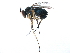  ( - CCDB-33855-A08)  @14 [ ] CreativeCommons - Attribution (2019) CBG Photography Group Centre for Biodiversity Genomics