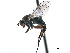  ( - CCDB-33855-A11)  @11 [ ] CreativeCommons - Attribution (2019) CBG Photography Group Centre for Biodiversity Genomics