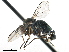  ( - CCDB-33855-A12)  @11 [ ] CreativeCommons - Attribution (2019) CBG Photography Group Centre for Biodiversity Genomics
