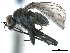  ( - CCDB-33855-B03)  @11 [ ] CreativeCommons - Attribution (2019) CBG Photography Group Centre for Biodiversity Genomics