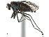  ( - CCDB-33855-B04)  @11 [ ] CreativeCommons - Attribution (2019) CBG Photography Group Centre for Biodiversity Genomics