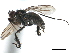  ( - CCDB-33855-B05)  @12 [ ] CreativeCommons - Attribution (2019) CBG Photography Group Centre for Biodiversity Genomics