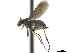  ( - CCDB-33855-B12)  @11 [ ] CreativeCommons - Attribution (2019) CBG Photography Group Centre for Biodiversity Genomics