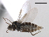  (Microsania occidentalis - CCDB-33855-C12)  @11 [ ] CreativeCommons - Attribution (2019) CBG Photography Group Centre for Biodiversity Genomics