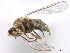  ( - CCDB-33855-D04)  @11 [ ] CreativeCommons - Attribution (2019) CBG Photography Group Centre for Biodiversity Genomics