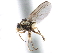  (Liriomyza graminacea - CCDB-33855-D05)  @11 [ ] CreativeCommons - Attribution (2019) CBG Photography Group Centre for Biodiversity Genomics