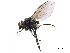  ( - CCDB-33855-D09)  @11 [ ] CreativeCommons - Attribution (2019) CBG Photography Group Centre for Biodiversity Genomics