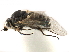  (Phytomyza illustris - CCDB-33855-D11)  @11 [ ] CreativeCommons - Attribution (2019) CBG Photography Group Centre for Biodiversity Genomics