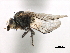  (Phytomyza nigroorbitalis - CCDB-33855-D12)  @11 [ ] CreativeCommons - Attribution (2019) CBG Photography Group Centre for Biodiversity Genomics