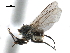  ( - CCDB-33855-E02)  @11 [ ] CreativeCommons - Attribution (2019) CBG Photography Group Centre for Biodiversity Genomics