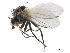  ( - CCDB-33855-E03)  @11 [ ] CreativeCommons - Attribution (2019) CBG Photography Group Centre for Biodiversity Genomics
