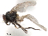  ( - CCDB-33855-E04)  @11 [ ] CreativeCommons - Attribution (2019) CBG Photography Group Centre for Biodiversity Genomics