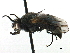  ( - CCDB-33855-G08)  @14 [ ] CreativeCommons - Attribution (2019) CBG Photography Group Centre for Biodiversity Genomics