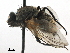  ( - CCDB-33856-A03)  @11 [ ] CreativeCommons - Attribution (2019) CBG Photography Group Centre for Biodiversity Genomics