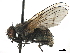  ( - CCDB-33856-A04)  @11 [ ] CreativeCommons - Attribution (2019) CBG Photography Group Centre for Biodiversity Genomics